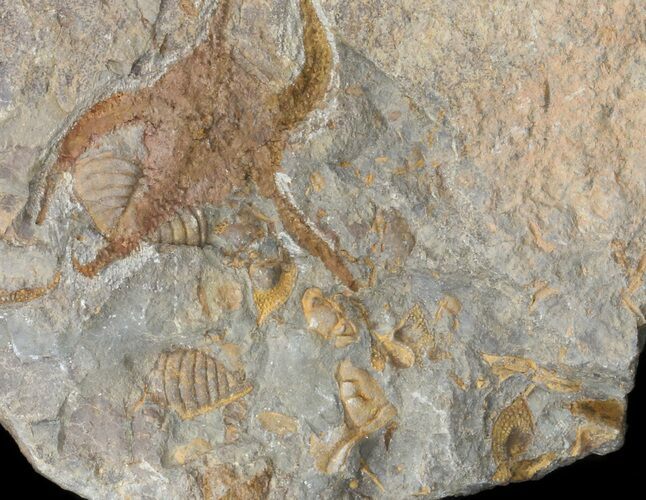 Ordovician Brittle Star (Ophiura) Fossil With Trilobite Parts #41818